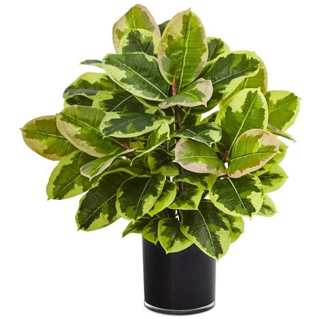 DARE2DECOR Rubber Plant in Glossy Cylinder DA408406